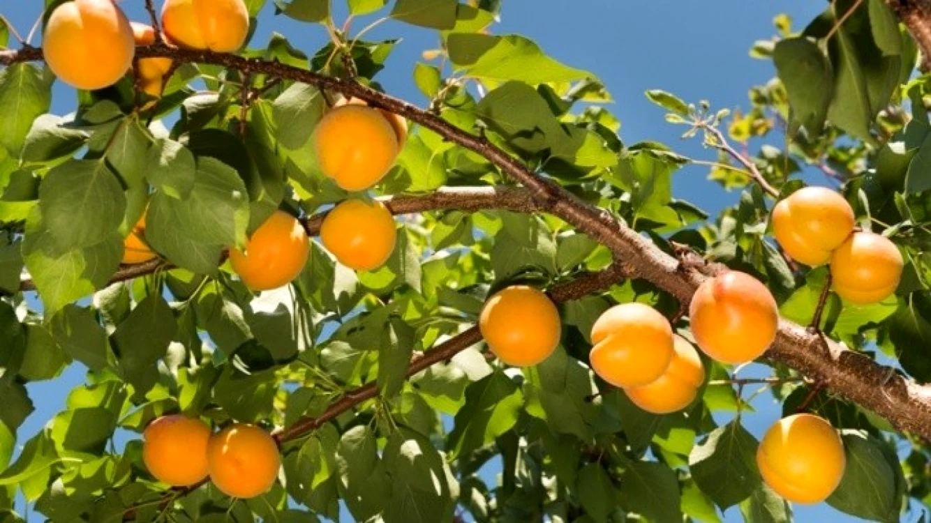 Caisele, fructe pline de vitamine FOTO agrointel.ro