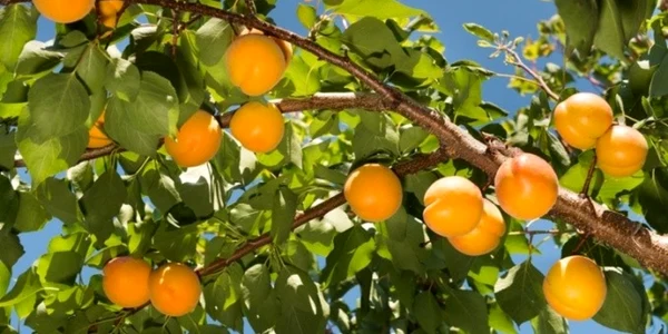 calarasi caisele au si contraindicatii foto agrointel.ro