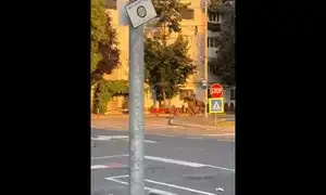 cal gif