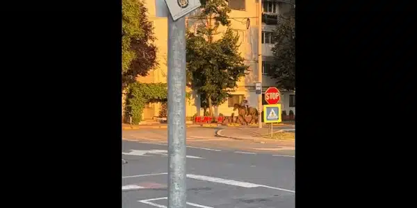 cal gif