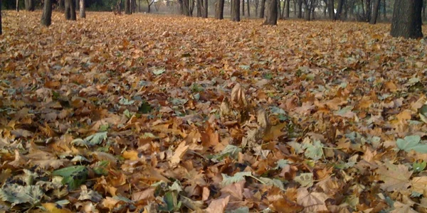 Foto arhivă