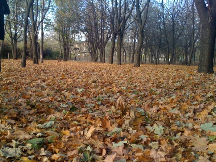 Toamna nu se dă plecată din Bărăgan