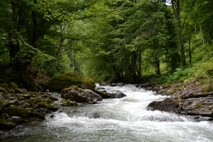 Râul Bistra Mărului    FOTO WWF Romania