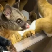 FOTO: Captură Video / X