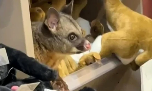 FOTO: Captură Video / X