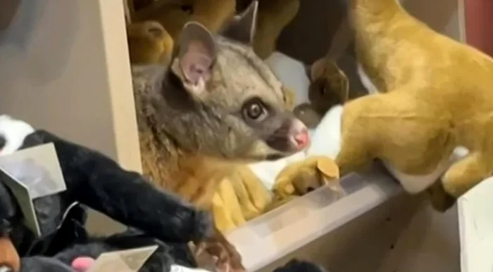 Un oposum real, confundat cu jucăriile de pluș într-un magazin de suveniruri.FOTO: Captură Video / X