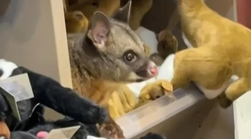 Descoperire neașteptată într-un aeroport din Australia: un oposum real, confundat cu jucăriile de pluș într-un magazin de suveniruri