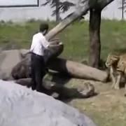 un barbat a intrat in tarcul leilor, in 2004 foto captura video png