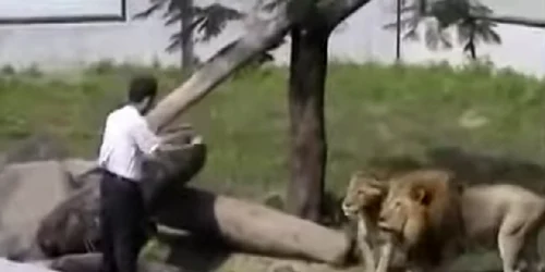 un barbat a intrat in tarcul leilor, in 2004 foto captura video png