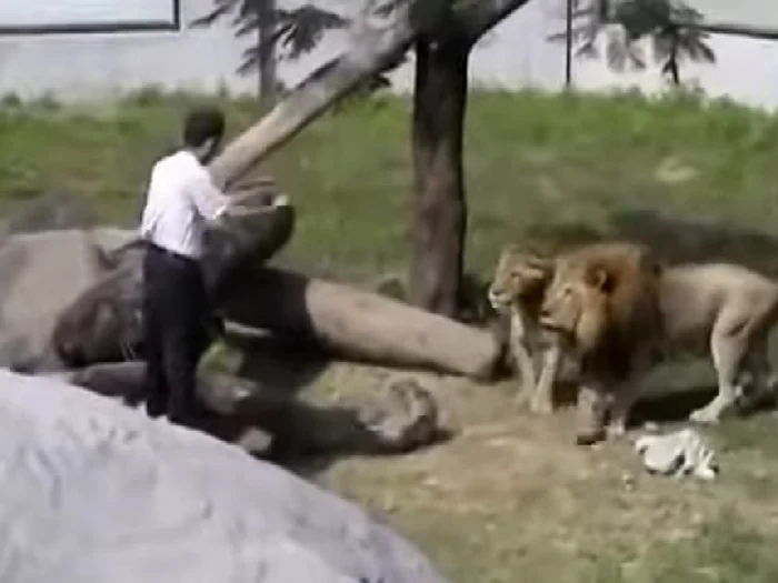 Chen Chung-ho, în fața celor doi lei/FOTO: Captură video Youtube