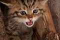 image png