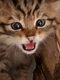 image png