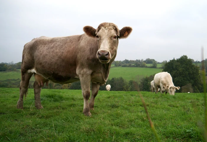 Afaceri în agricultură. Ferma de vaci poate fi profitabilă dacă ai piaţă de desfacere