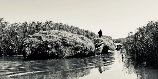 Transport of harvested reeds in the Danube Delta, 2022, Photo Emil Ivanescu jpg