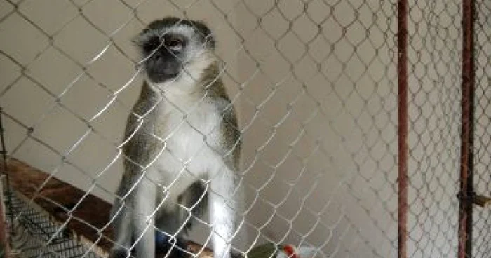 Slatina: Grădina Zoologică de la Strehareţi, un loc părăsit