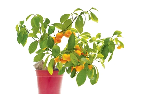 1 47598 original jpg jpeg