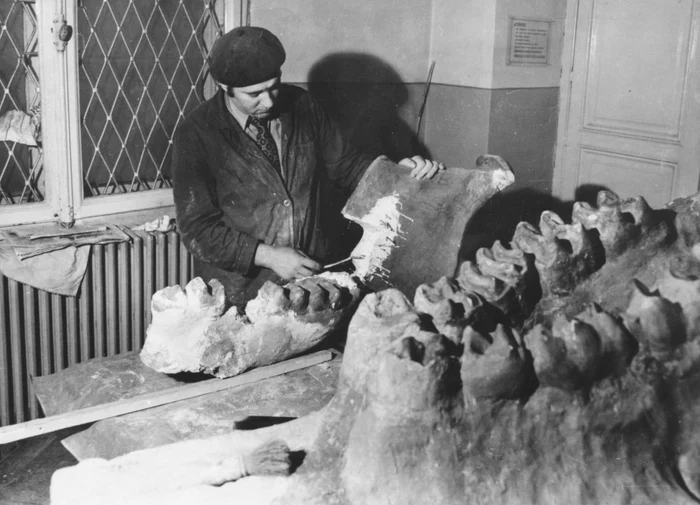 Scheletul de Deinotherium gigantissimum, restaurat de către Nicolae Pușcașu