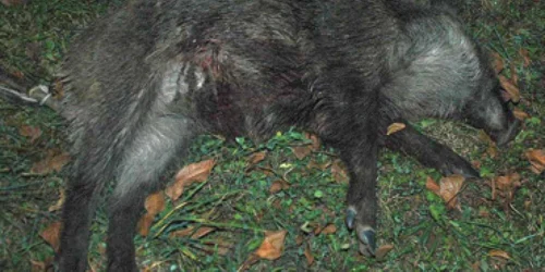 Neamţ: Doi braconieri au pus pe jar zeci de poliţişti