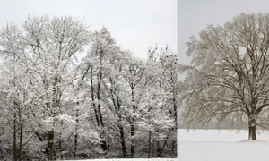 copaci iarna jpg