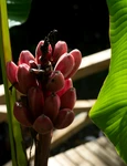 banana falsa   enset  shutterstock 1965594364 jpg