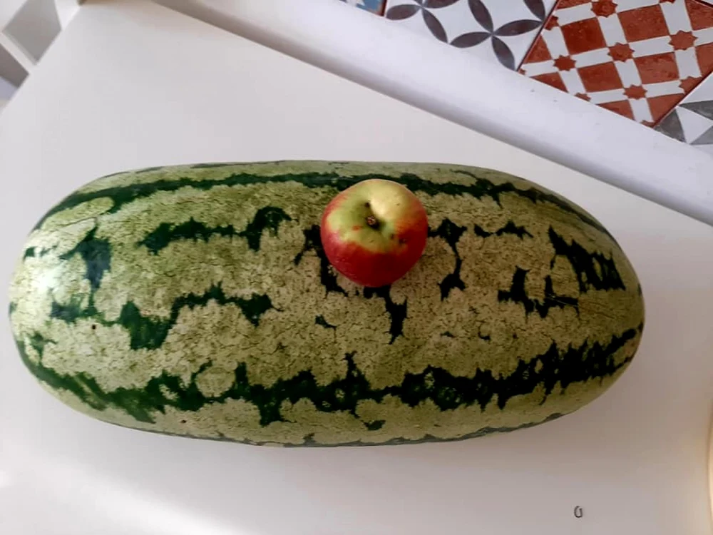 Pepenii oferiţi la vânzare FOTO Gacebook Gabriel Baltag