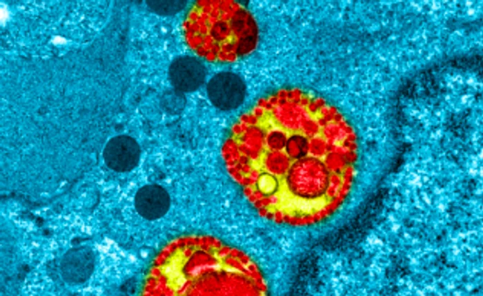 Coronavirus Sursa news.ro