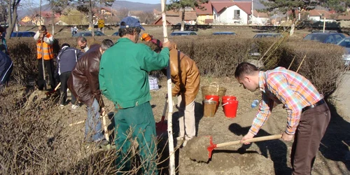 Peste 1000 de copaci au fost plantati de voluntari în cartierele Ramnicului