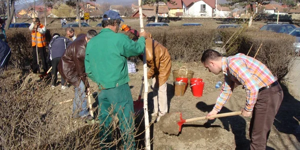 Peste 1000 de copaci au fost plantati de voluntari în cartierele Ramnicului