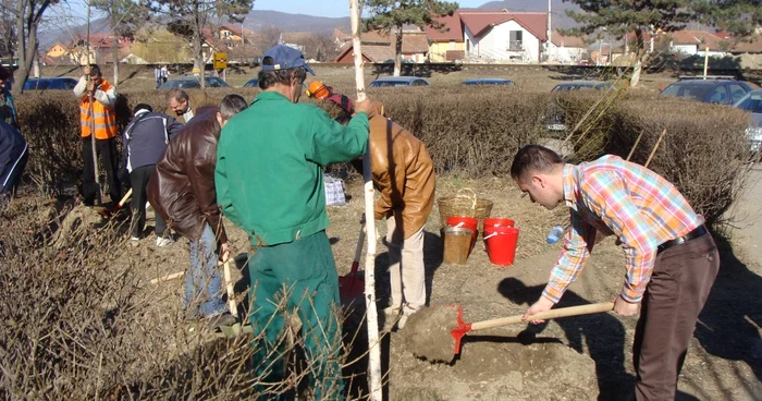 Peste 1000 de copaci au fost plantati de voluntari în cartierele Ramnicului