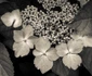 Hortensia au naturel jpeg