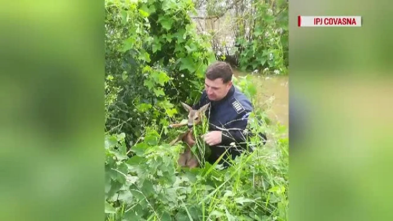 Puiul de căprioară a fost salvat din apele râului Baraolt. FOTOIPJ Covasna