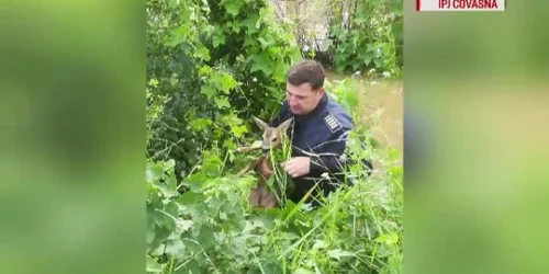 Puiul de căprioară a fost salvat din apele râului Baraolt