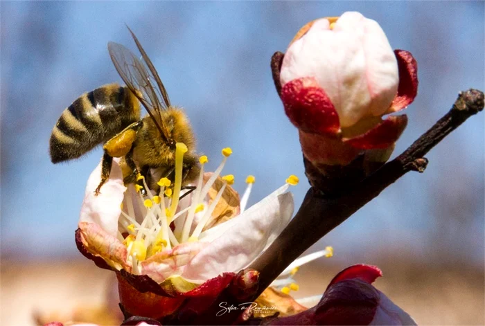 13 parcul regal savarsin principesa sofia florii 2020 2 jpg jpeg