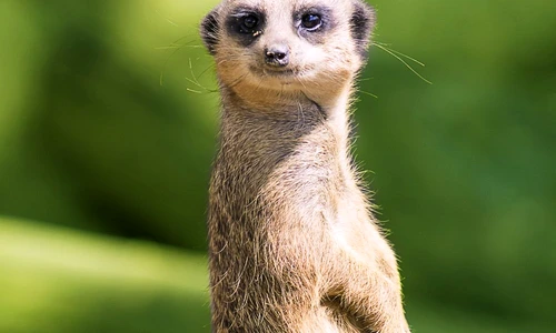 1 59116 original jpg jpeg