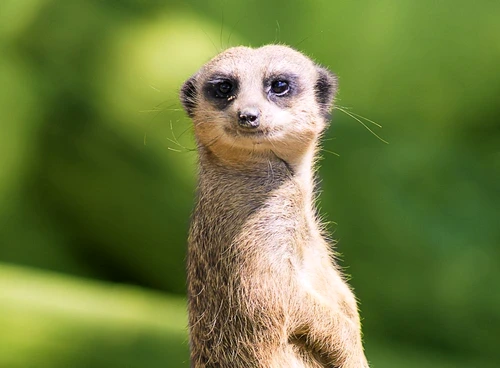 1 59116 original jpg jpeg