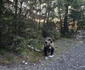 Urs pe Transfăgărășan  Foto Daniel Guță ADEVĂRUL      (1) jpg