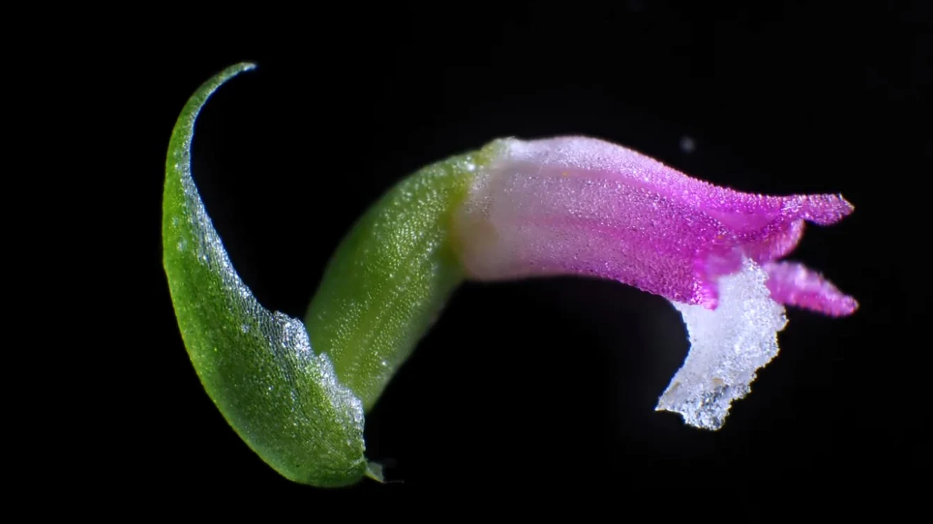 Noua specie de orhidee din Japonia FOTO CNN/ Kenji Suetsugu