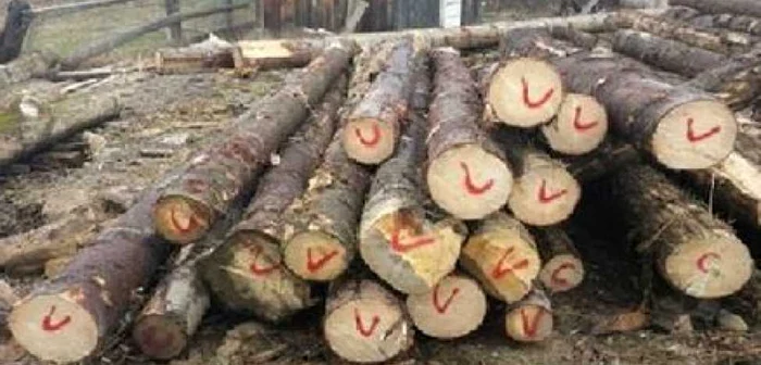 Lemnele tăiate ilegal au fost confiscate Sursa foto: IPJ Maramureş