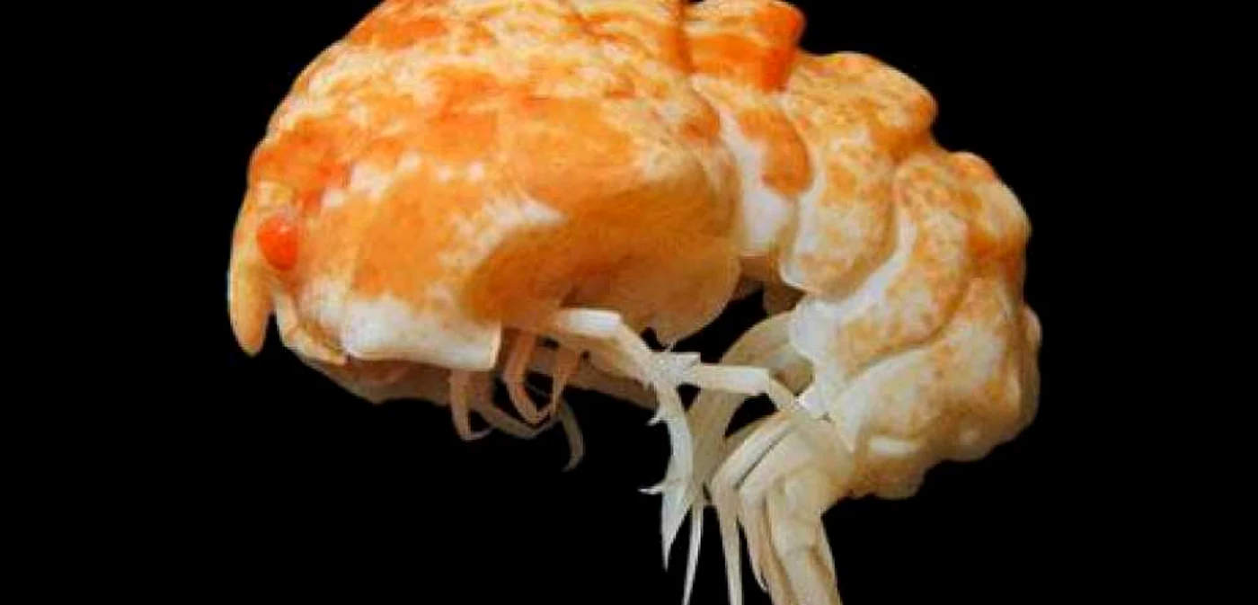 Epimeria georgiana FOTO: The Telegraph