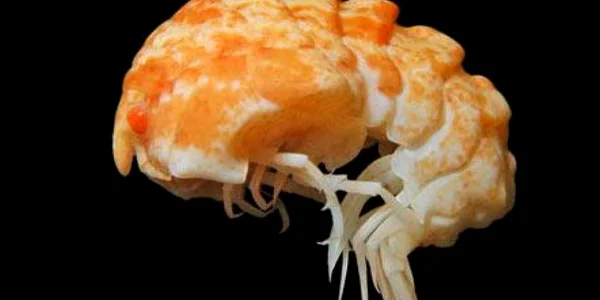  Epimeria georgiana  FOTO: The Telegraph