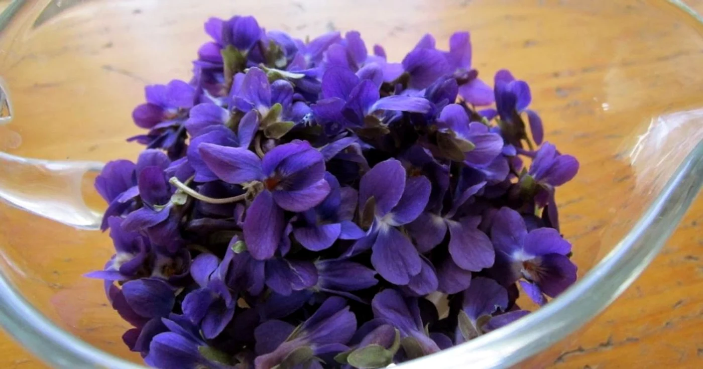 Toporaşi pregătiţi pentru dulceaţă FOTO darielfair.blogspot.com