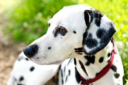 04 dog breeds dalmation jpg jpeg