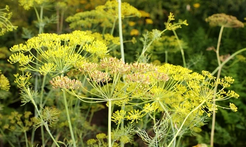 1 76346 original jpg jpeg