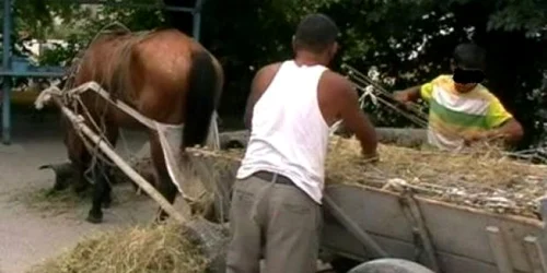 Spalieri furaţi erau căraţi cu căruţa la domiciliile hoţilor