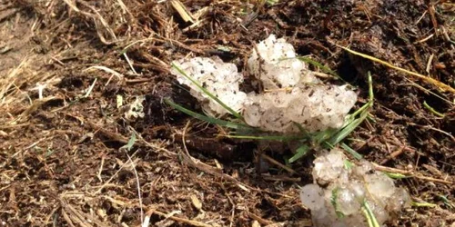 Grindina a distrus grădiinile şi terenurile agricole în comuna doljeană Galicea Mare