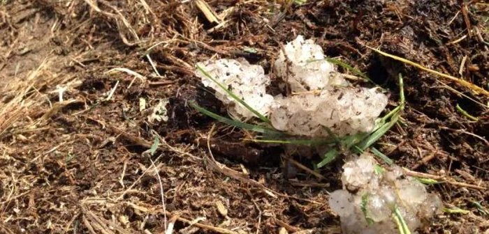 Grindina a distrus grădiinile şi terenurile agricole în comuna doljeană Galicea Mare