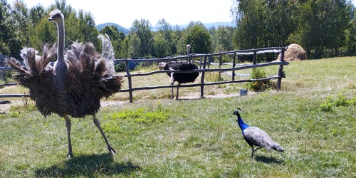 vulpe ucisa de struti foto Facebook Strutaria lui Marcel jpg