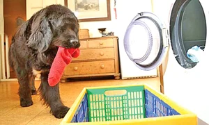 Pune rufele la spălat jpeg