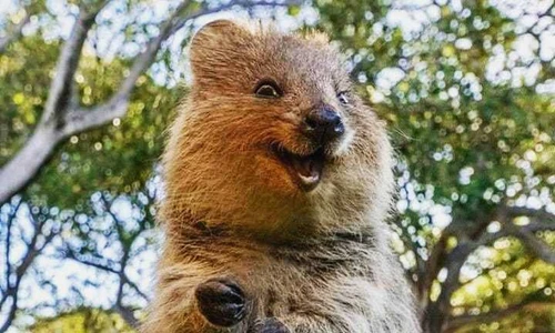 1 quokka jpg jpeg