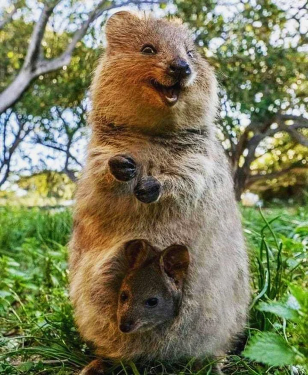 1 quokka jpg jpeg